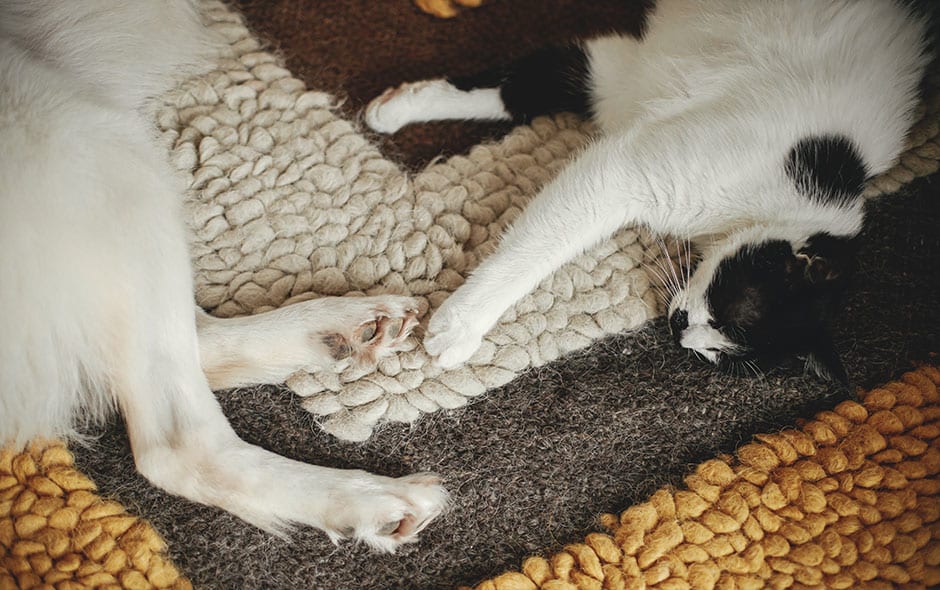 nettoyer maison Saniterpen AdobeStock 659635027