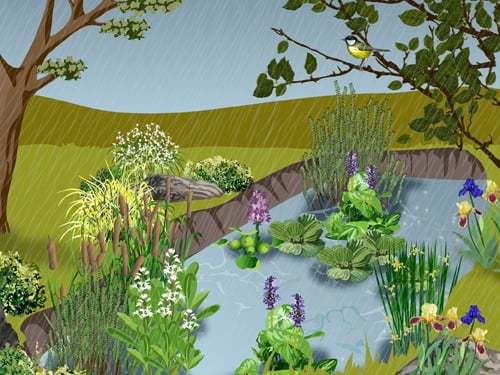 Un jardin de pluie dans votre cour : beau, écologique… et parfait pour Hochelaga, Tétreaultville ou Mercier ! 5 655545 creer jardin pluie intro main 14763503
